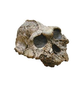 Australopithecus Boisei Skull