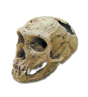 Homo Neanderthaliens Skull