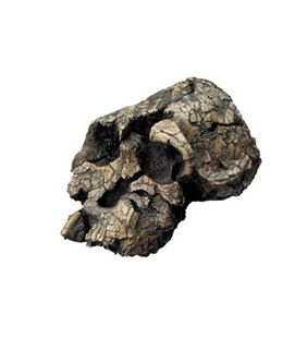 Kenyanthropus Platyops Skull