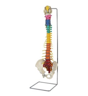 Coloana vertebrală Dorn flexibilă cu capete de femur și stand