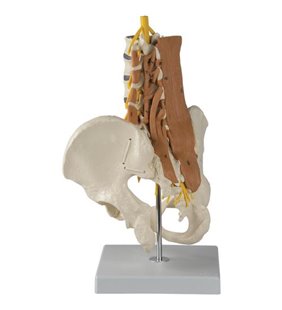 Model pelvic cu mușchii coloanei vertebrale lombare
