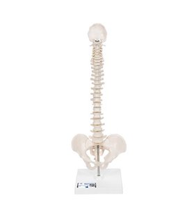 Mini model de coloană spinală umană, montat flexibil, pe bază detașabilă 