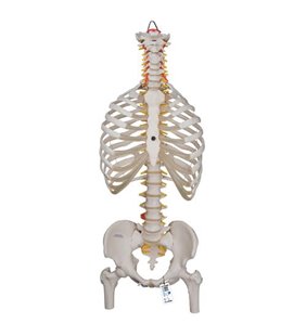 Model clasic flexibil al coloanei vertebrale umane cu coaste și capete de femur 