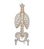 Model clasic flexibil al coloanei vertebrale umane cu coaste și capete de femur 