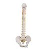 Model clasic flexibil al coloanei vertebrale umane 
