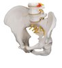 Model clasic flexibil al coloanei vertebrale umane 