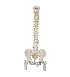 Model clasic flexibil al coloanei vertebrale umane cu capete de femur 