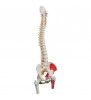 Model clasic de coloană vertebrală flexibilă umană cu capete de femur și mușchi pictați 