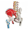 Model clasic de coloană vertebrală flexibilă umană cu capete de femur și mușchi pictați 