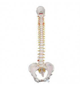Model clasic flexibil al coloanei vertebrale umane cu pelvis feminin 