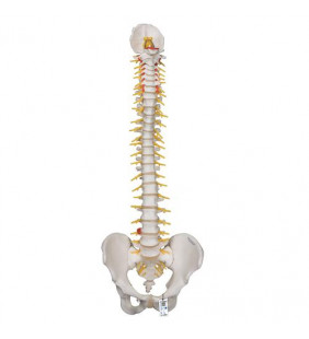 Model de coloană vertebrală umană flexibilă cu deschidere sacrală 