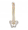 Model de coloană vertebrală umană flexibilă cu deschidere sacrală 