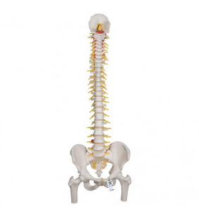 Model de coloană vertebrală umană flexibilă cu capete de femur și deschidere sacrală 