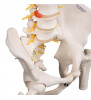Model de coloană vertebrală umană flexibilă cu capete de femur și deschidere sacrală 