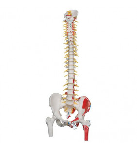 Model de coloană vertebrală flexibilă de lux cu capete de femur, mușchi pictați și deschidere sacrală 