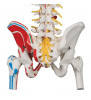 Model de coloană vertebrală flexibilă de lux cu capete de femur, mușchi pictați și deschidere sacrală 