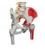 Model de coloană vertebrală flexibilă de lux cu capete de femur, mușchi pictați și deschidere sacrală 