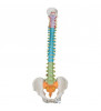 Model de coloană vertebrală umană flexibilă didactică 