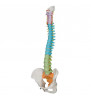 Model de coloană vertebrală umană flexibilă didactică 