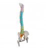 Model de coloană vertebrală umană flexibil didactic cu capete de femur 