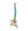 Model de coloană vertebrală umană flexibil didactic cu capete de femur 