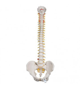 Model de coloană vertebrală umană extrem de flexibil, montat pe un nucleu flexibil 