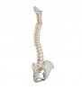 Model de coloană vertebrală umană extrem de flexibil, montat pe un nucleu flexibil 