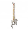 Model de coloană vertebrală umană extrem de flexibil, montat pe un nucleu flexibil, cu capete de femur 