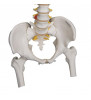 Model de coloană vertebrală umană extrem de flexibil, montat pe un nucleu flexibil, cu capete de femur 