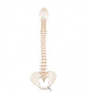 Modelul coloanei vertebrale umane 