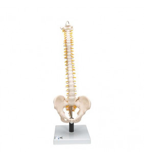 Model flexibil al coloanei vertebrale umane cu discuri intervertebrale moi 