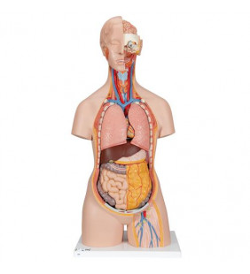 Model clasic unisex uman de tors cu gâtul și spatele deschis, 18 părți 