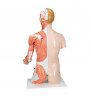 Model de tors uman cu dimensiuni naturale cu dimensiuni naturale cu braț muscular, 33 parte 