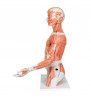 Model de tors uman cu dimensiuni naturale cu dimensiuni naturale cu braț muscular, 33 parte 