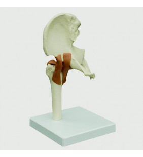 Model de articulație de șold