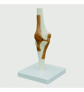 Model de articulație al genunchiului