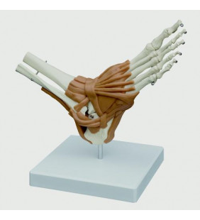 Model de picior cu articulații
