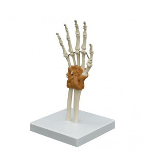 Model de articulație flexibilă a mâinilor
