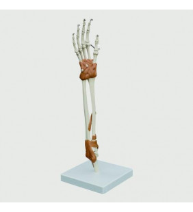 Model de articulație pentru mână și cot