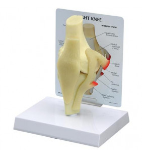 Model de genunchi de bază