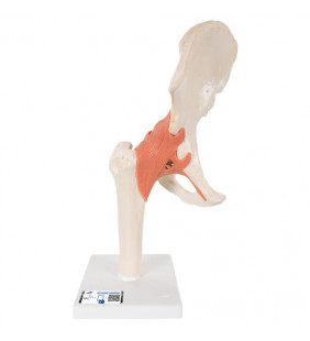 Model funcțional al șoldului uman cu ligamente și cartilaj marcat 