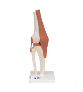 Model funcțional al genunchiului uman cu ligamente 