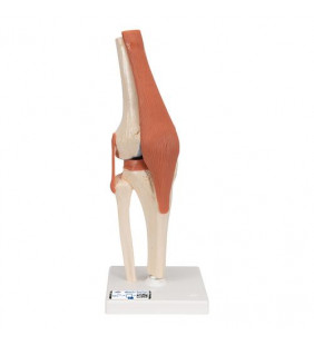 Model funcțional al genunchiului uman cu ligamente și cartilaj marcat 