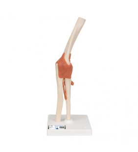 Model funcțional al cotului uman cu ligamente și cartilaj marcat 