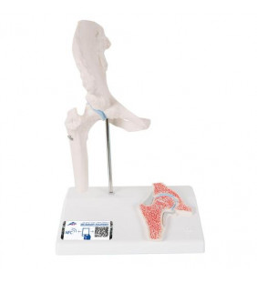 Mini Model de articulație de șold uman cu secțiune transversală 