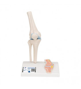 Mini model de articulație a genunchiului uman cu secțiune transversală 