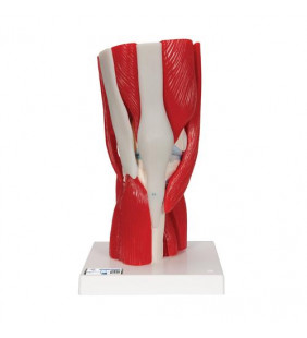 Model de articulație al genunchiului uman cu mușchi detașabili, 12 părți 