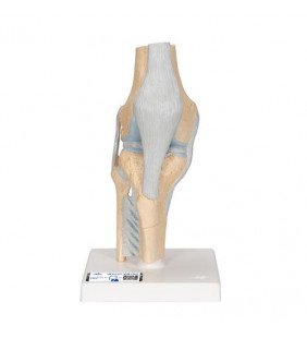 Model de articulație al genunchiului uman secțional, 3 parte 