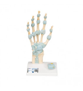Model de schelet de mână cu ligamente și tunel carpian 