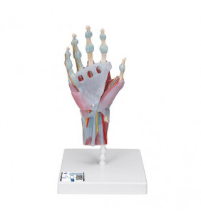 Model de schelet de mână cu ligamente și mușchi 